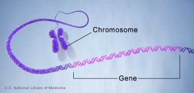 geneinchromosome-content